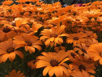 Full frame shot of yellow flowering plants