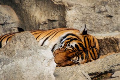 View of a tiger on rock