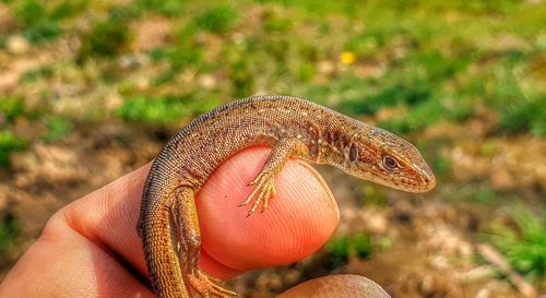 Close-up of hand holding a lizard