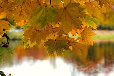 Close-up of yellow maple leaves on lake against sky