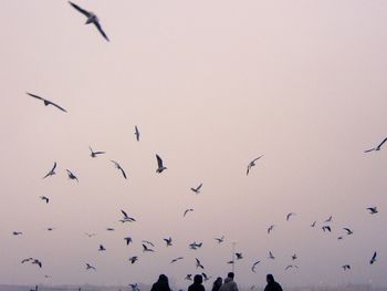 Low angle view of birds flying in sky