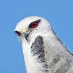 Close-up of a bird against blue sky