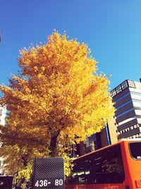 Low angle view of tree in city