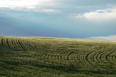 Scenic view of agricultural field against sky