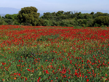 Red poppy flowers growing in field