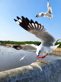 Seagulls flying over lake