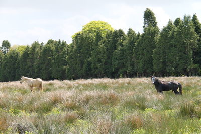 View of a dog on field