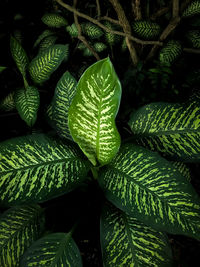 Full frame shot of green leaves