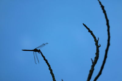 Low angle view of bird perching on tree