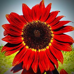 Close-up of red flower