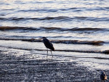 Bird perching on a beach