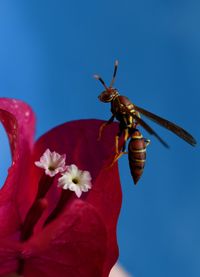 Close-up of  a wasp on red flower