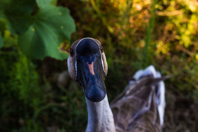 Close-up of a bird on field