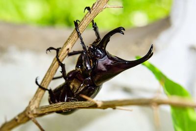 Close-up of insect