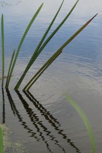 High angle view of grass by lake