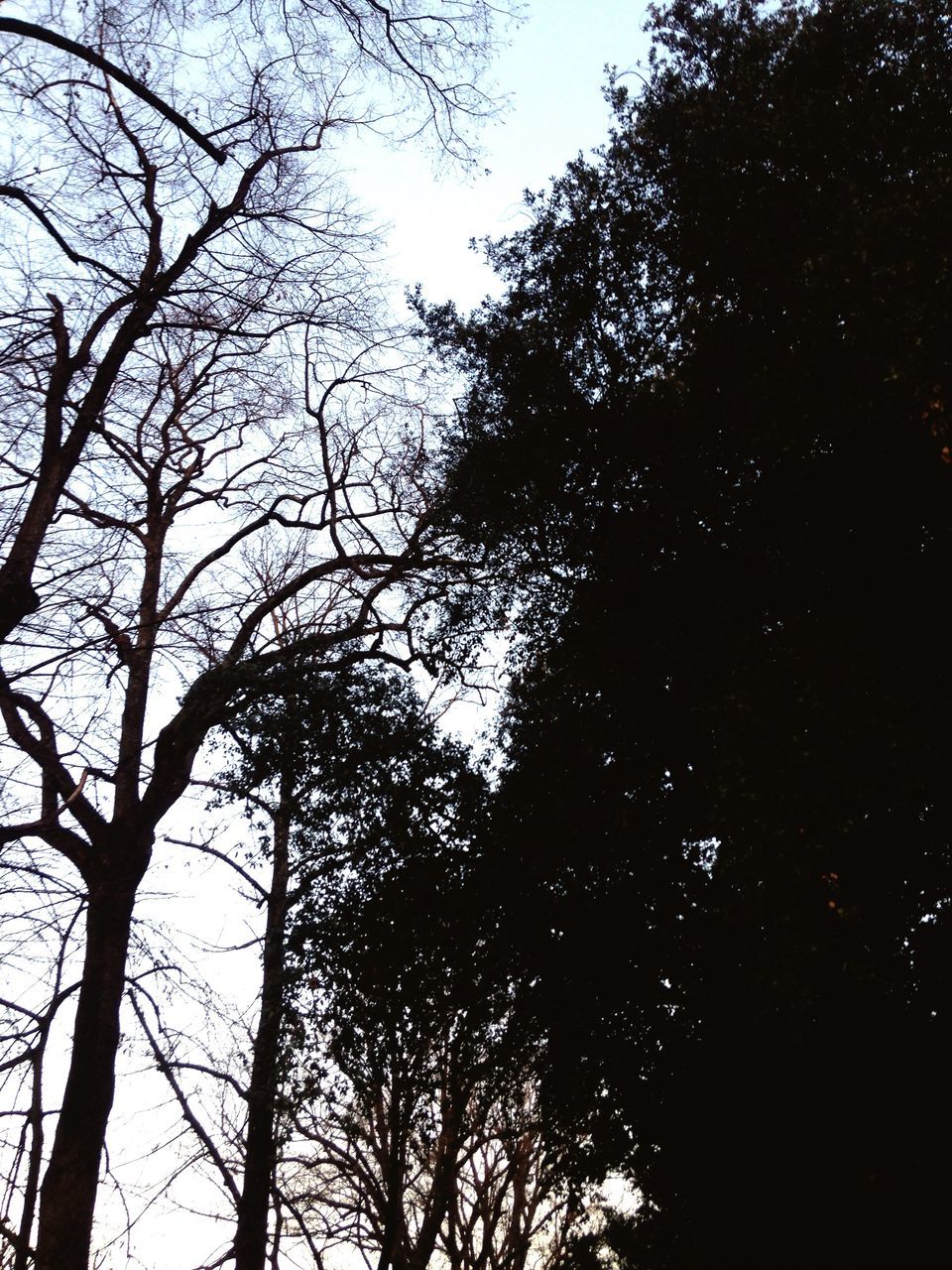 tree, low angle view, nature, sky, tranquility, beauty in nature, growth, no people, backgrounds, branch, day, full frame, outdoors