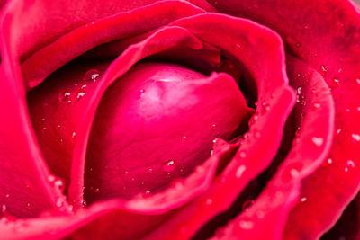Close-up of pink rose