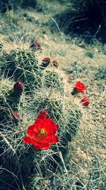 Close-up of red flowers