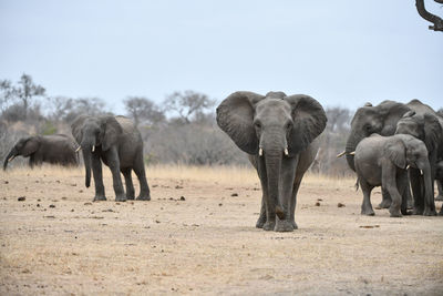 View of elephant