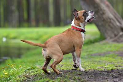 Dog looking away on field