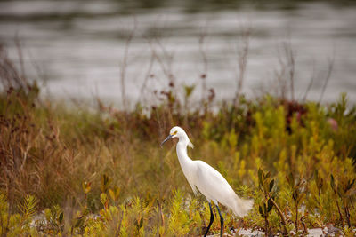 Snowy egret egretta thula bird hunts for fish in the ocean at delnor-wiggins pass state park