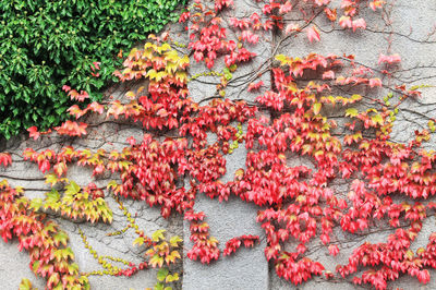 Full frame of red flowers in autumn