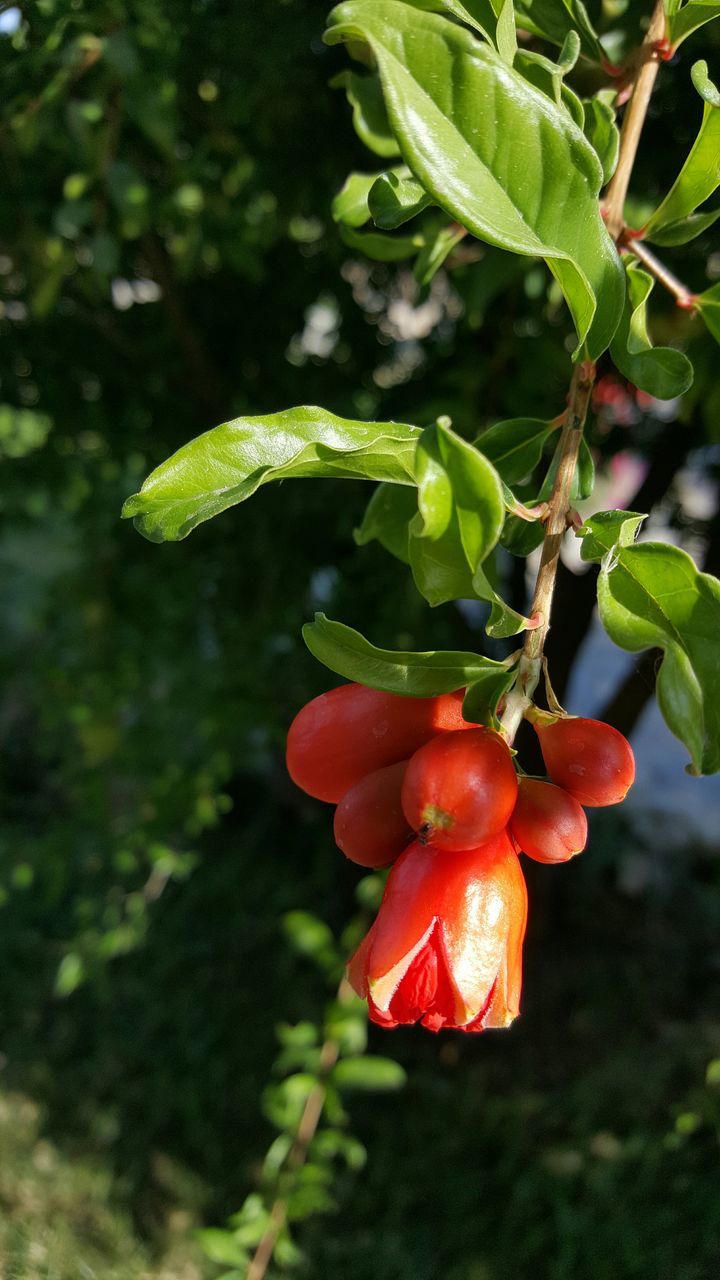 red, growth, leaf, fruit, freshness, close-up, plant, focus on foreground, green color, nature, tree, food and drink, growing, beauty in nature, branch, hanging, day, stem, outdoors, healthy eating