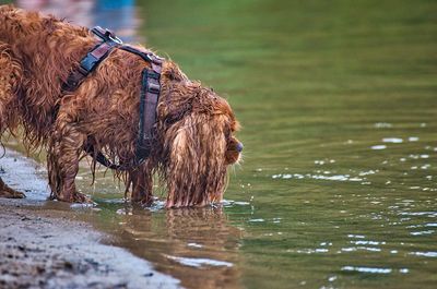 View of dog drinking water from lake