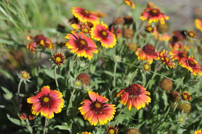 Close-up of flowering plants on field