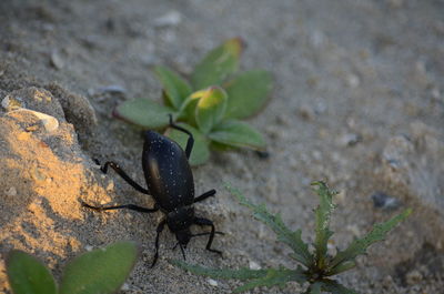 Close-up of insect on plant