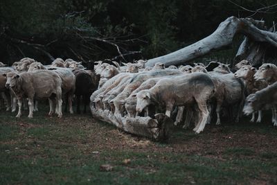 Sheep grazing on field