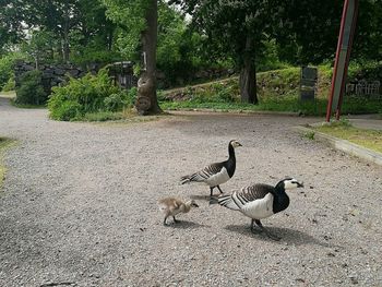 Ducks on tree