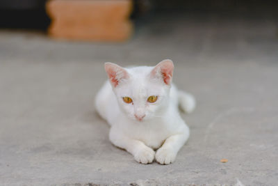Portrait of white cat on footpath