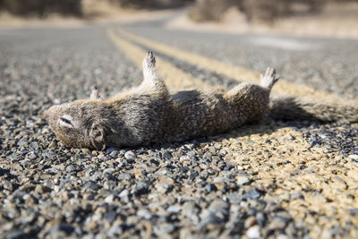 Roadkill on a sunny day