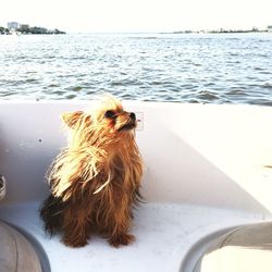 Close-up of dog by sea against sky