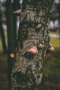 Close-up of mushroom growing on tree trunk