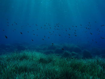 Flock of birds in sea