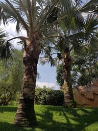 Palm trees on field against sky