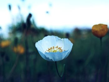 Close-up of white flowering plant on field