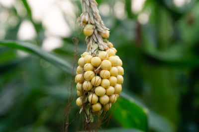 Close-up of fruits growing on plant