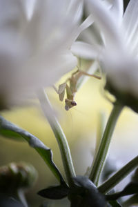 Close-up of mantis on white flowers