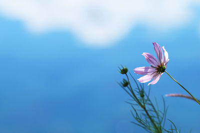 Close-up of pink cosmos flower against blue sky