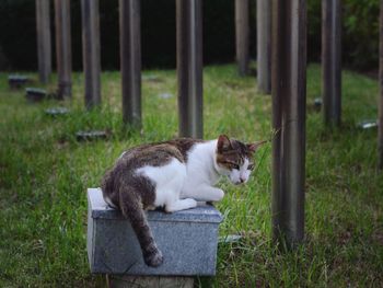 Cat sitting on a field