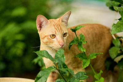 Portrait of a cat