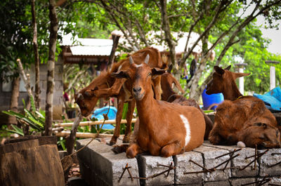 Horses in a farm