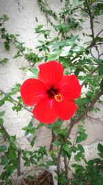 Close-up of red flower