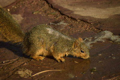 High angle view of squirrel at park