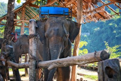 Close-up of elephant in zoo