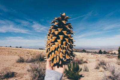 Cropped image of person holding pine cone in desert