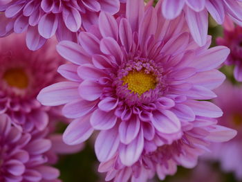 Close-up of pink dahlia